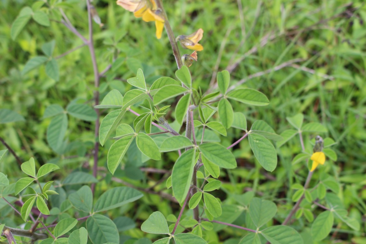 Crotalaria incana L.